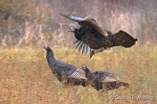 Turkey In Flight_01995.jpg - Wild Turkey (Meleagris gallopavo) photographed near Smiths Falls, Ontario, Canada.